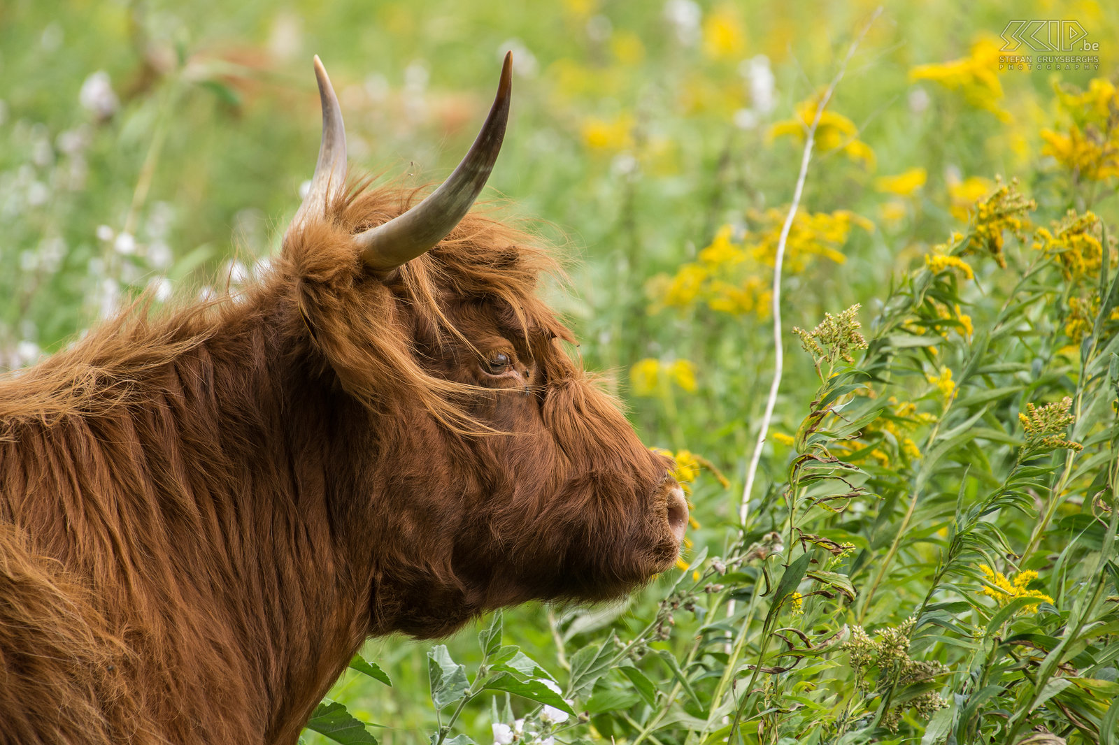 Tiengemeten - Schotse hooglander Foto’s van een weekendje wandelen op het natuureilandje Tiengemeten in Noord-Holland. In 2006 werd Tiengemeten omgevormd van landbouwgrond naar natuur en nu staat het vol met wilde bloemen, zijn er vele wondermooie velden met gele guldenroede, grazen er semi-wilde Schotse hooglanders en zijn ook watervogels er talrijk. Stefan Cruysberghs